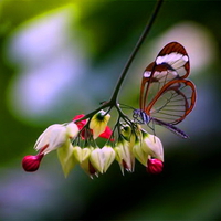 Glasswing beauty