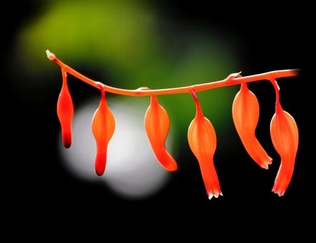 chinese_lanterns - flowers, nature, chinese, 3d, wet, photo, lantern