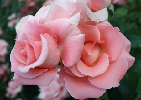 a_pair_of_pink_roses - rosess, nature, pink, flowers, rose, flower