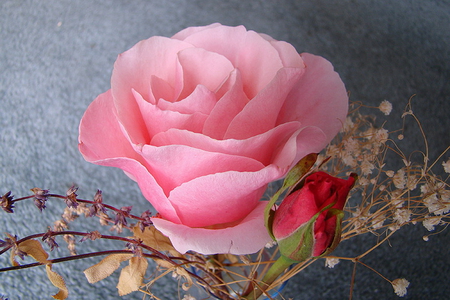 From me to You - pink, red, rose, bud, flower