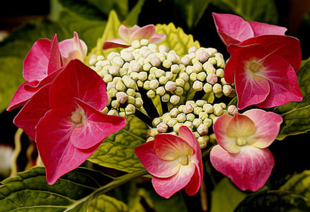 hydrangea - bloom, flowers, nature, pink