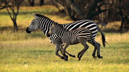 Zebra and cub - animal, nature, zebra, africa