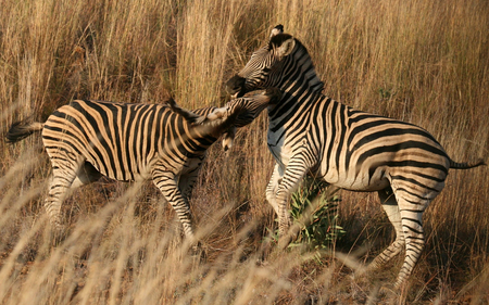 Zebra and cub - zebra, animal, nature, africa