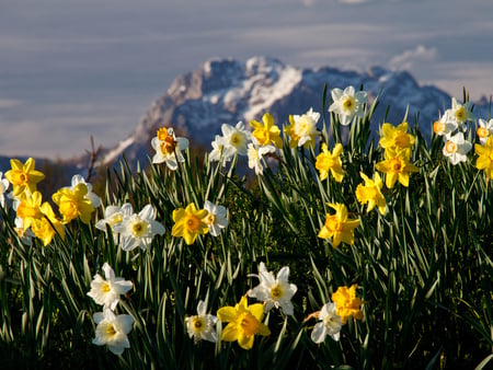 Flowers and mountain - flower, plant, nature, mountain, petal