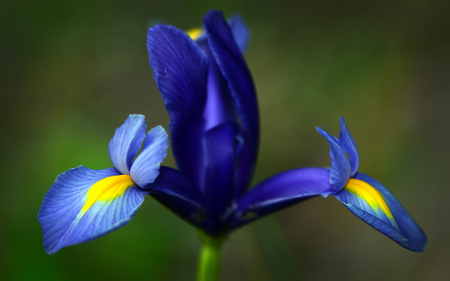 Iris - plant, nature, petal, flower