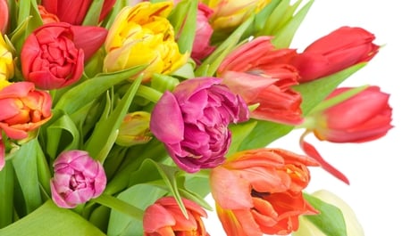 Mixed tulips