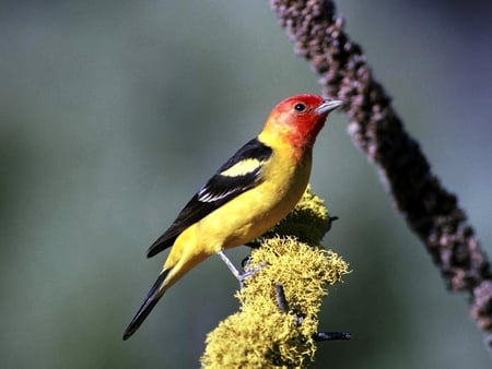 Beautiful Bird - beautiful, colors, bird, picture