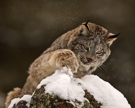 Lynx - animal, lynx, wildlife, feline