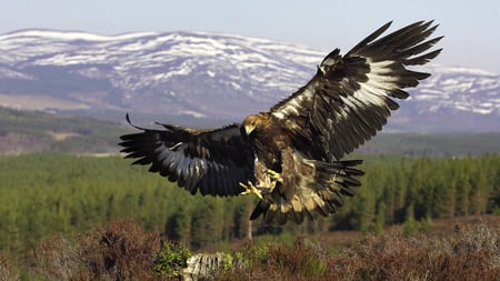 Free spirit - mountain, eagle, animal, bird, fly