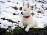 White husky