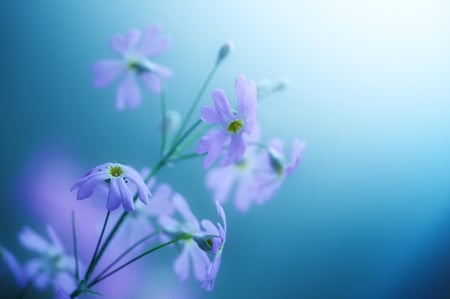 Blue flowers - flower, plant, nature, petal, blue