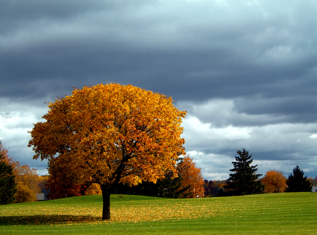 Pretty tree - nature, landscape, tree, field, grass