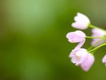 Pink flowers