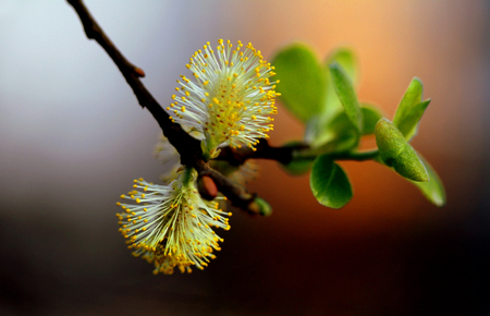 Nature - flower, nature, plant, petal