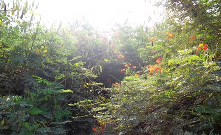 its noon - roses, nature trees, forest, sun