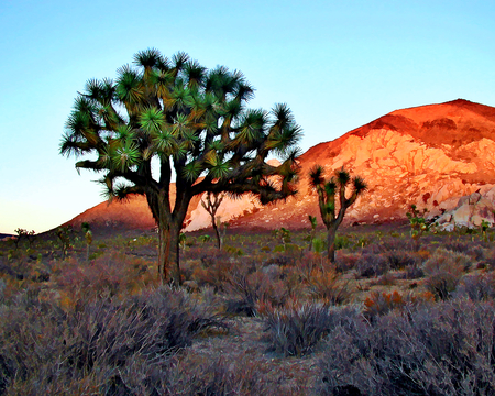 golden sunset - hill, nature, desert, tree, sunset, golden