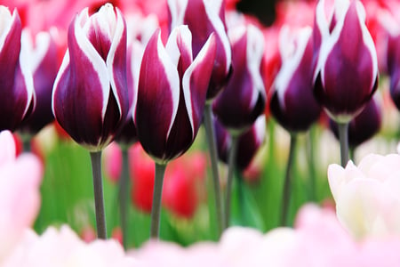 tulip fire - nature, tulips, purple, flowers