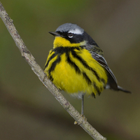 Magnolia Warbler.