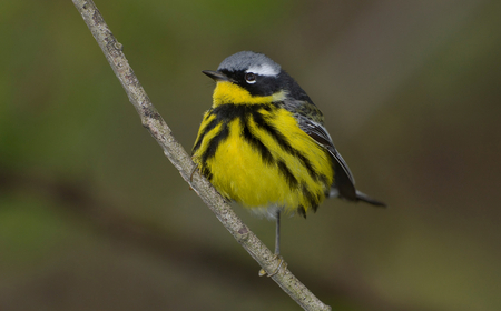 Magnolia Warbler. - yellow, animal, magnolia, warbler, bird