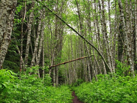 Tlited Tree - hedge, path, birch, trees