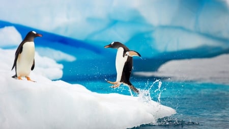 Penguin - penguin, animal, antarctic, ice, nature, snow