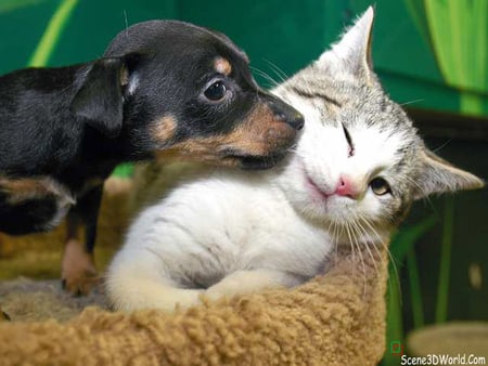 Friends in a basket - puppy, cat, dog, animal, basket, kitten