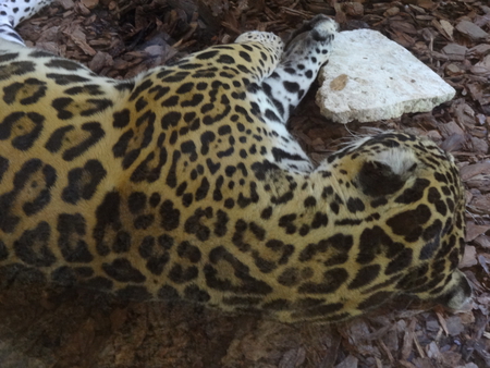 Sleepy Time for the Big Cat - catnap, big cats, jaguar, jaguars