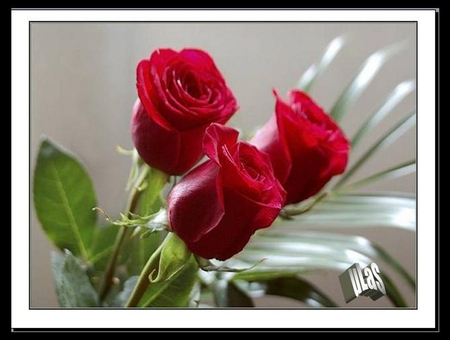 Love roses - rose, valentin, love, red