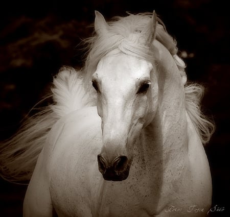 Arabian King Whitehorse - arabic, horse, arabian night, beautiful, arabian, arab, white horse