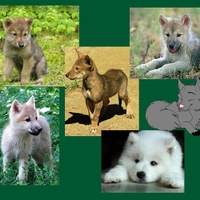 Wolf Collage