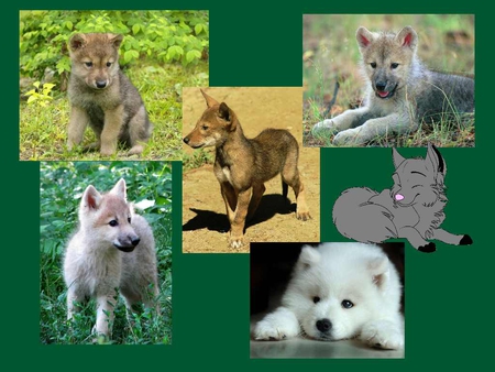 Wolf Collage - pups, nature, dogs, animals, wolves