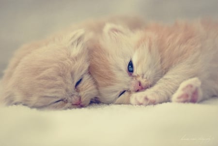 ~ hmm)) ADORABLE LOVE ~ - love, adorable, together, cats, kittens, sweet, brother  hood