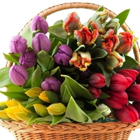 Basket of tulips for Jacqeline