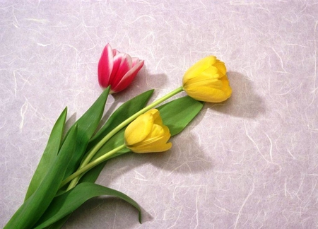 Lovely tulips - beauty, yellow, lovely tulips, red, tulips, leaves, flowers