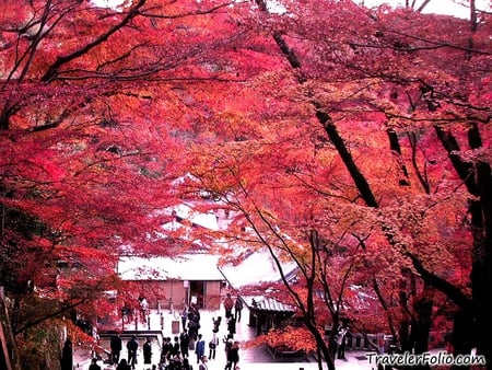 Osaka Autumn