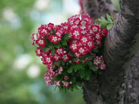 Pretty Flowers - trunk, flowers, pink, tree