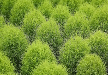 Fuzzy Ball Plants - balls, green, fuzzy, plants