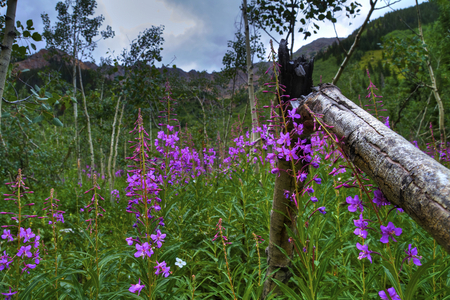 Wildflowers by the Fence