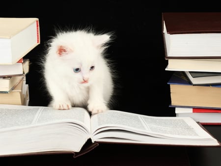 Cat reader - book, sweet, reader, cat, white, kitten, cute, adorable, fiuffy, kitty