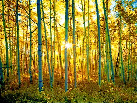 Golden rays - rays, trees, forest, sun, beautiful, golden, sunny day