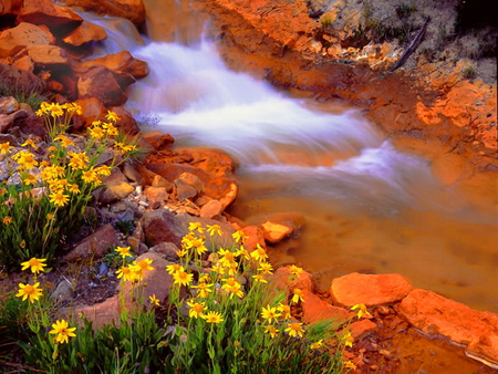 Forest water stream - forest, beautiful, water, water stream, stones, flowers, rocks