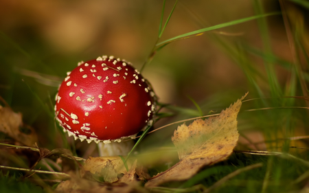 Mushroom - nature, mushroom, red, grass, field, forest, poison