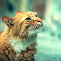 kitty