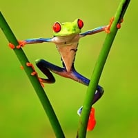 Funny Frog