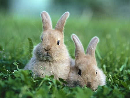 Cute Rabbits - cute, picture, beautiful, rabbits, small, two, grass