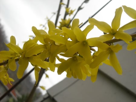 summer flowers - nature, yellow, summer, flowers, spring