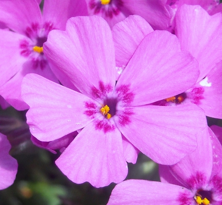 spring flower - spring, flower, pink, summer