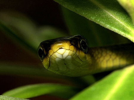 Snake - picture, in green, cool, snake