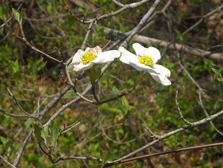 dogwood flowers - white, nature, dogwood, spring, flower, tree