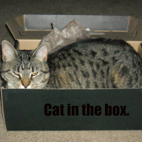 cat in the box